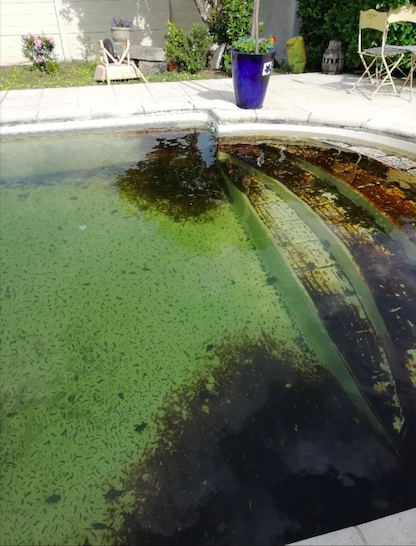 Nettoyage et rattrapage de piscine verte et impuretés en gironde